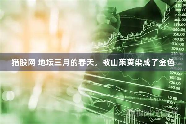 猎股网 地坛三月的春天，被山茱萸染成了金色